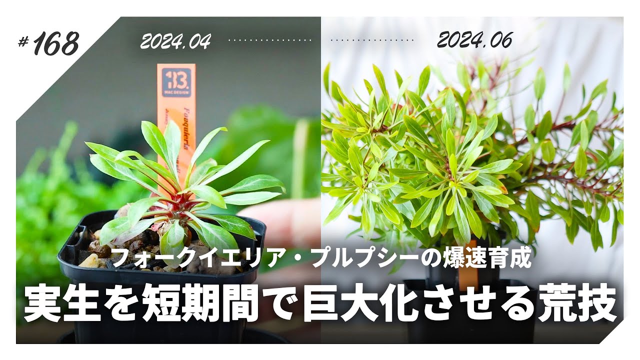 フォークイエリア プルプシー 実生の挿し木です No.D 【塊根植物】実生