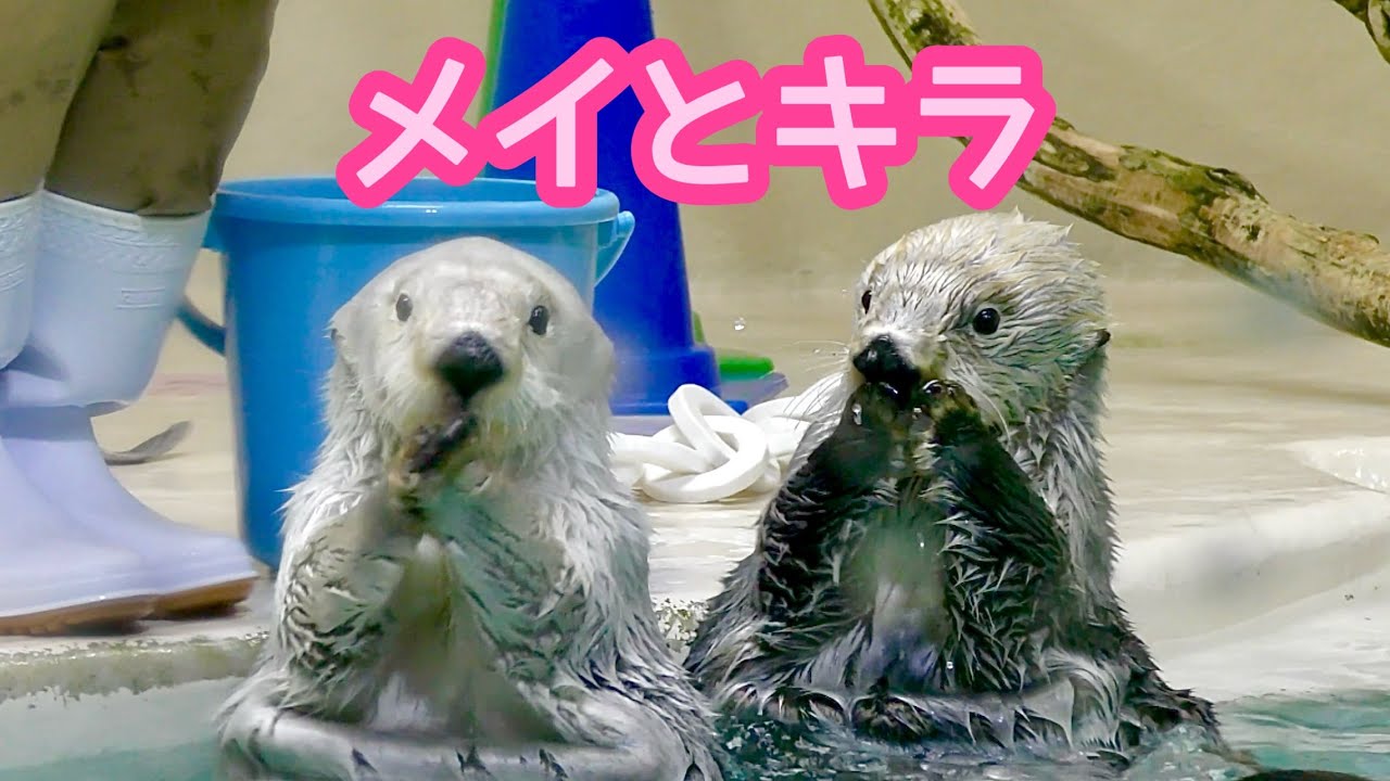 ラッコ メイちゃんとキラちゃん そろってのポーズです【鳥羽水族館
