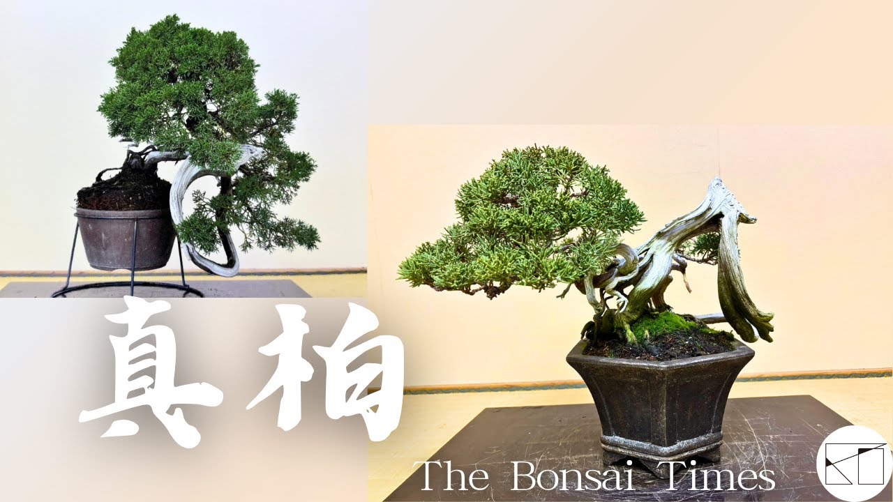 結果）【真柏】見所のある幹模様を生かして。 - YouTube