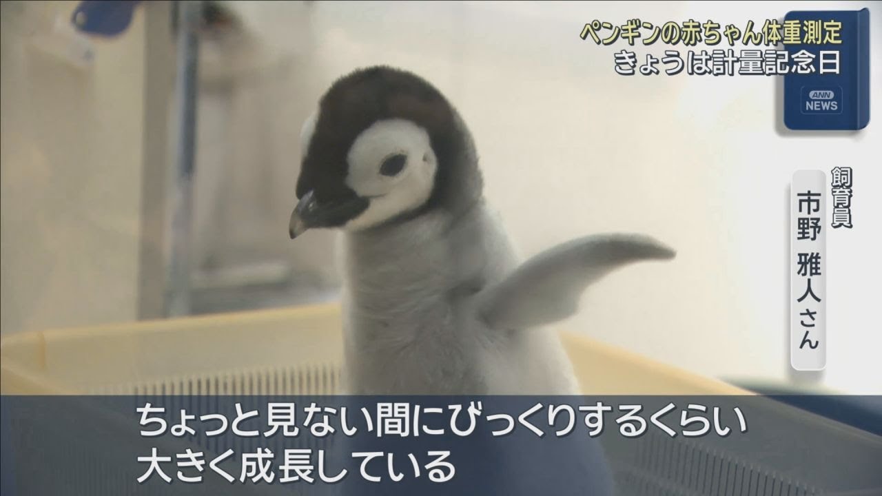 ちょっと見ない間にびっくりするくらい大きく」エンペラーペンギンの