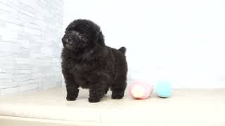 KIKUCHI PET】 仔犬仔猫 No.260213 トイ・プードル 女の子 シルバー