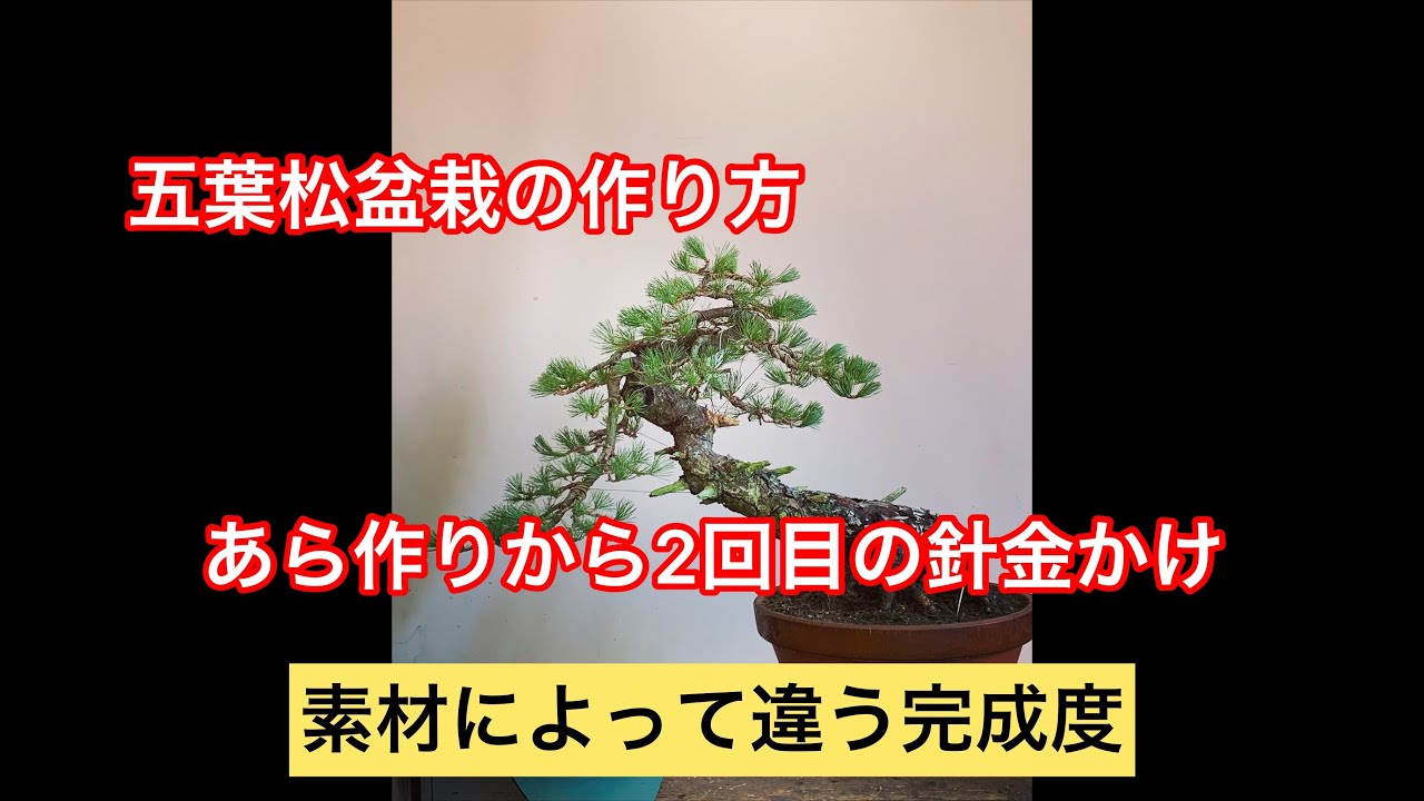 五葉松盆栽の作り方 育て方 針金かけ 素材で変わる完成度 - YouTube