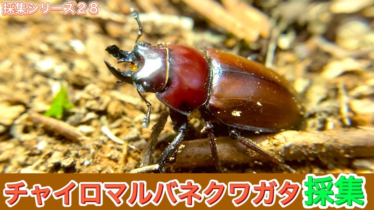 28種目】2年に1度しか出会えないレアなチャイロマルバネクワガタ採集に