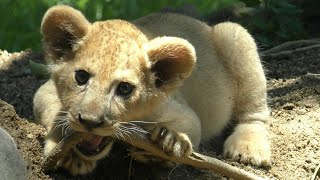 目からキラキラビーム！ライオンの赤ちゃん（父：ネオ、母：さくら