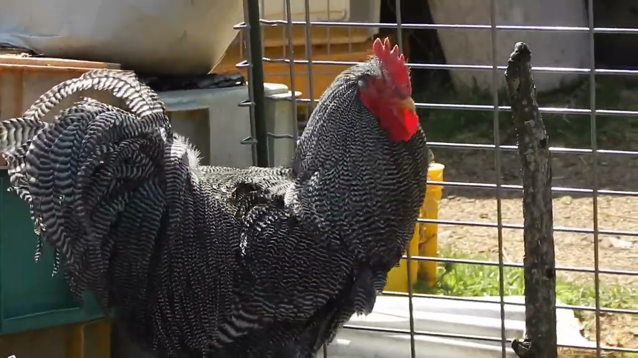 横斑プリマスロック トムソン系（純粋種） - YouTube