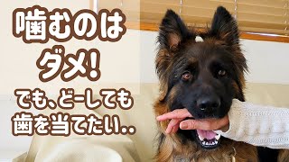 ジャーマンシェパード】3年間、愛犬の嚙み付きに向かい合っていろいろ