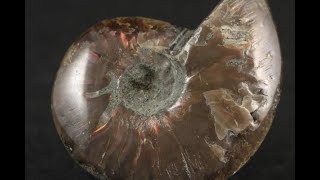 ファイヤーアンモナイト 化石 14.5g｜天然石 原石 通販 キラリ石