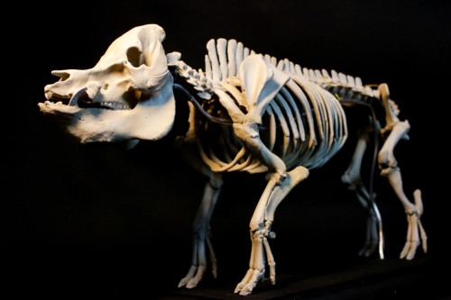 全身骨格 レプリカ続々登場中 | アンフィ合同会社 ＆ レプリカをつくる