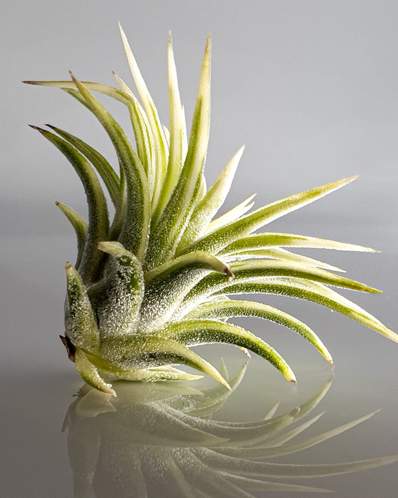 超希少！美しき斑入りティランジアの世界【バリエガータ&アルボマージ