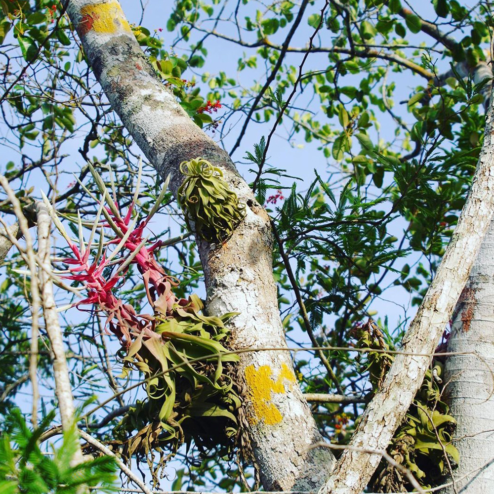 完全版】チランジア・ストレプトフィラの育て方｜増やし方｜飾り方｜特徴