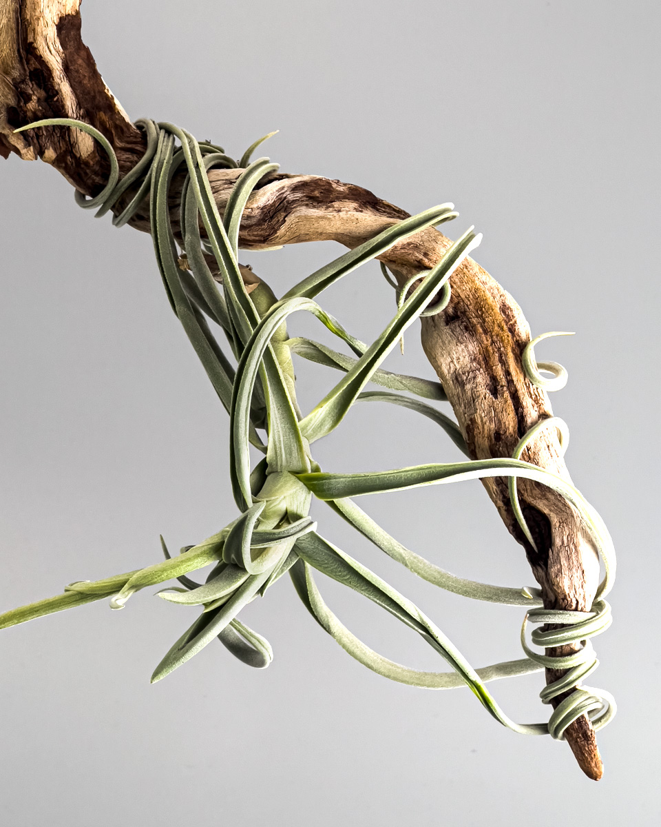 チランジア・ドゥラティの吊るし方・育て方｜流木に絡ませる方法