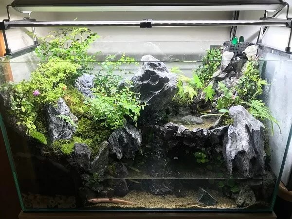 スチレンボードを使った滝と池のあるアクアテラリウムの作り方 〜植栽