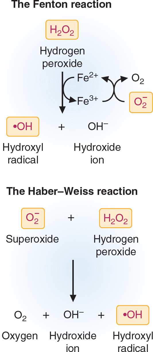Oxygen Toxicity and Free-Radical Injury | Basicmedical Key