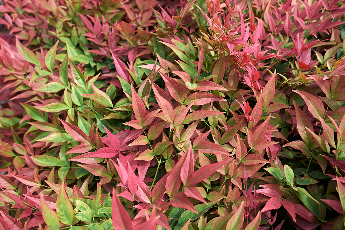 Gardening With Nandina (Heavenly Bamboo) - Dennis' 7 Dees