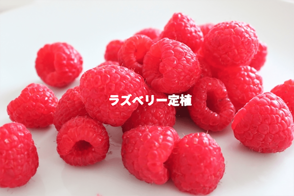 副業ラズベリー、も始めます！-2 | 藤崎ブルーベリーファーム