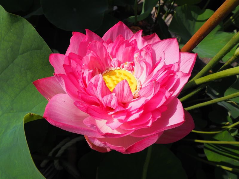 仏足蓮（ぶっそくれん）紅・八重・中型・日本在来種・「繍玉」 - 蓮道場