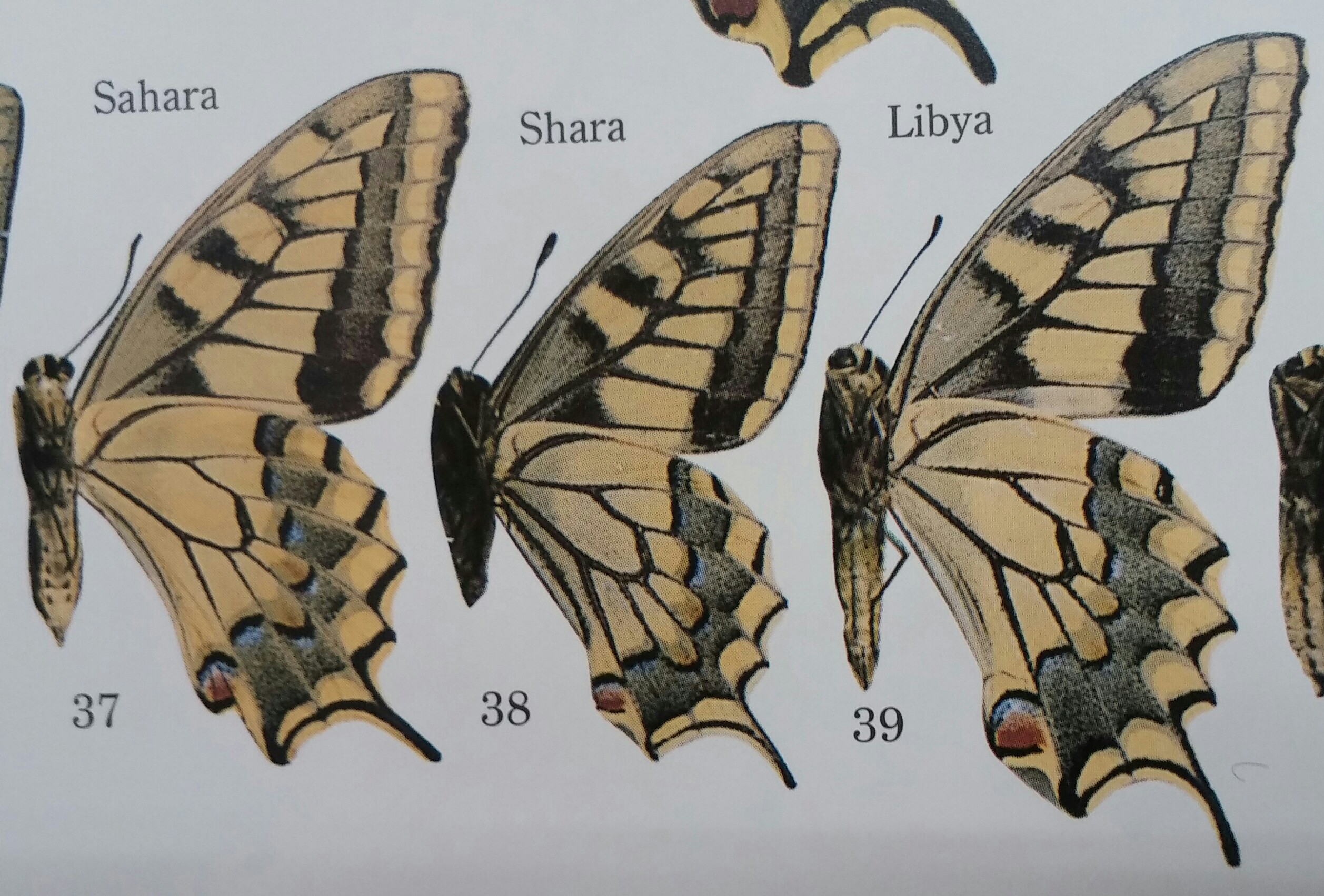 20190415_193639-1-1.jpg?resize