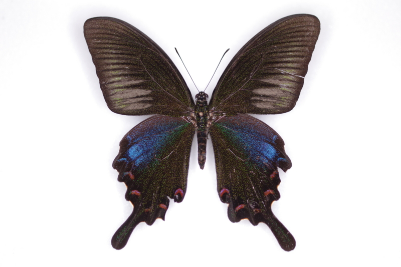 台湾の蝶17 タカサゴカラスアゲハ | 蝶に魅せられた旅人