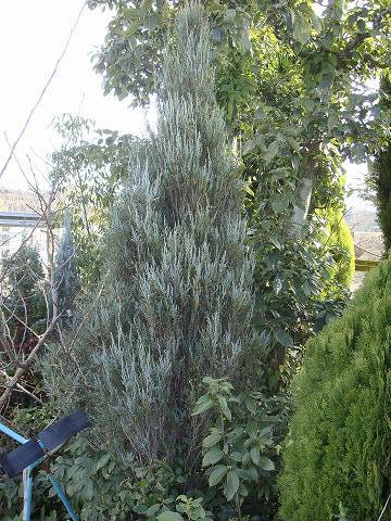 ムーングロウ コニファー の特徴と育て方 | 苗木部の部室 〜苗木、育て