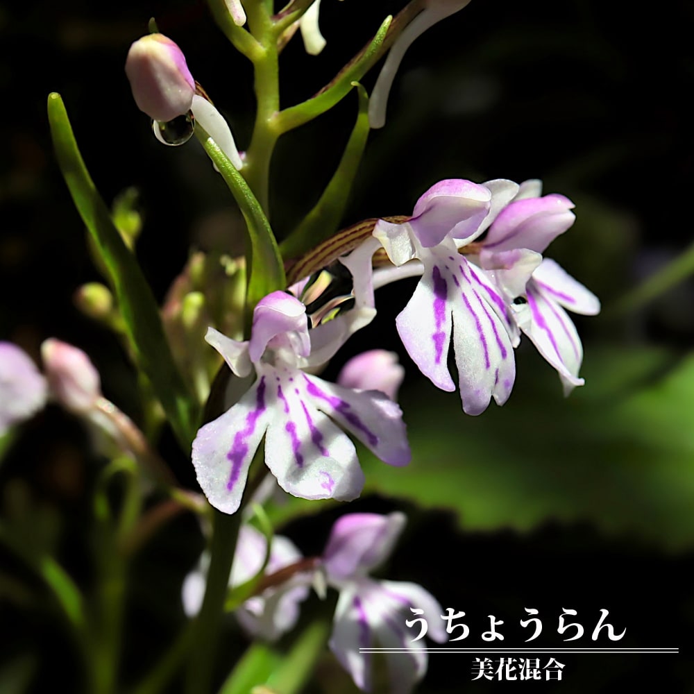 うちょうらん美花混合 ウチョウラン の特徴と育て方 | 苗木部の部室