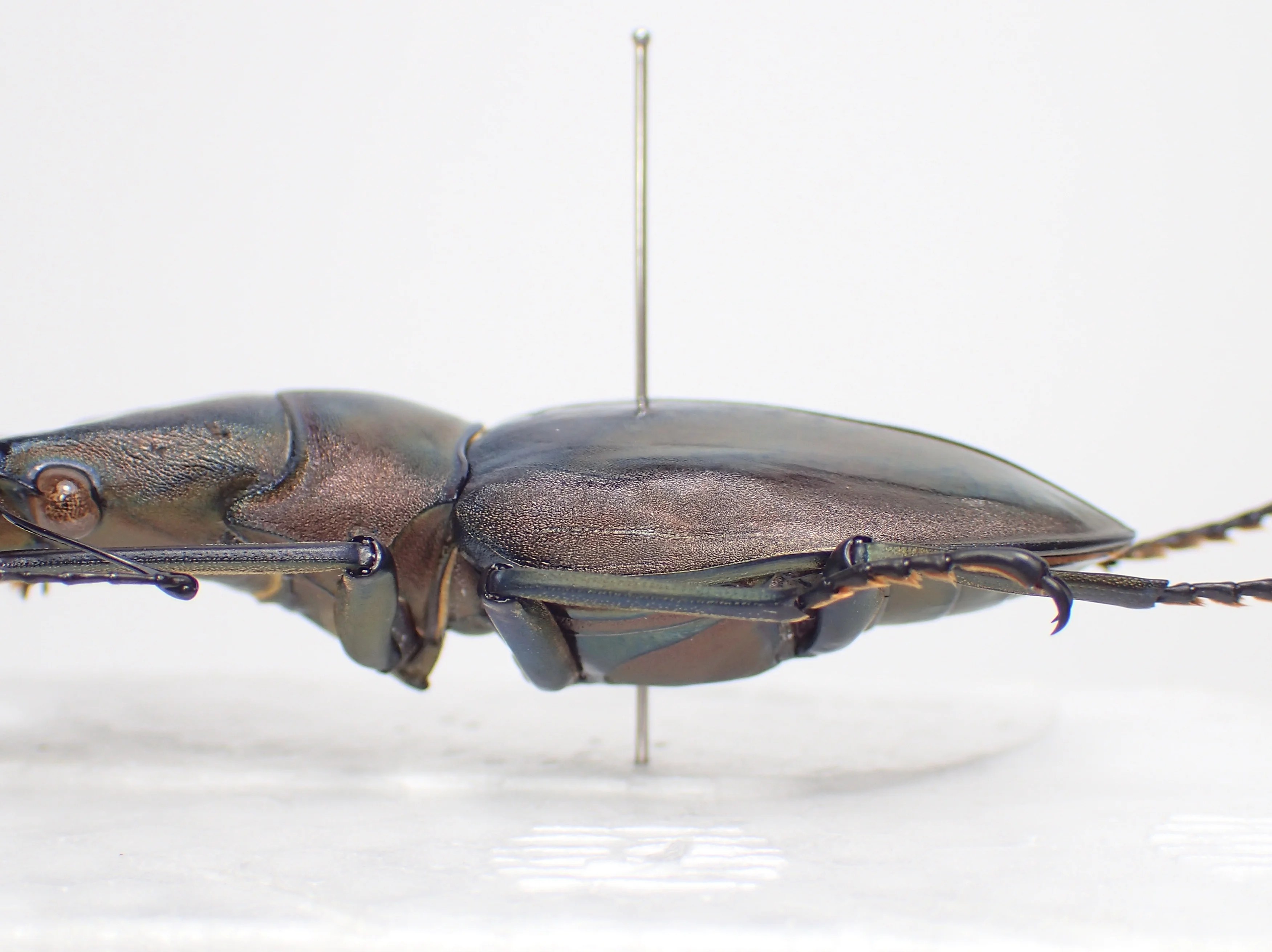 標本】ペレン島が染め上げた青いメタリフェル | わたくわの飼育記