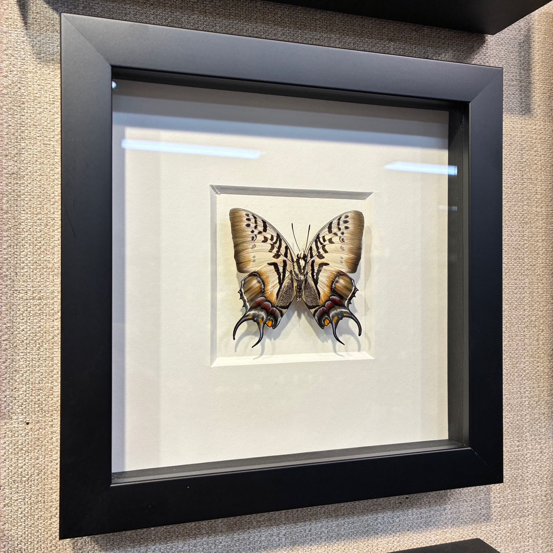 Polyura (Charaxes) dehanii Butterfly