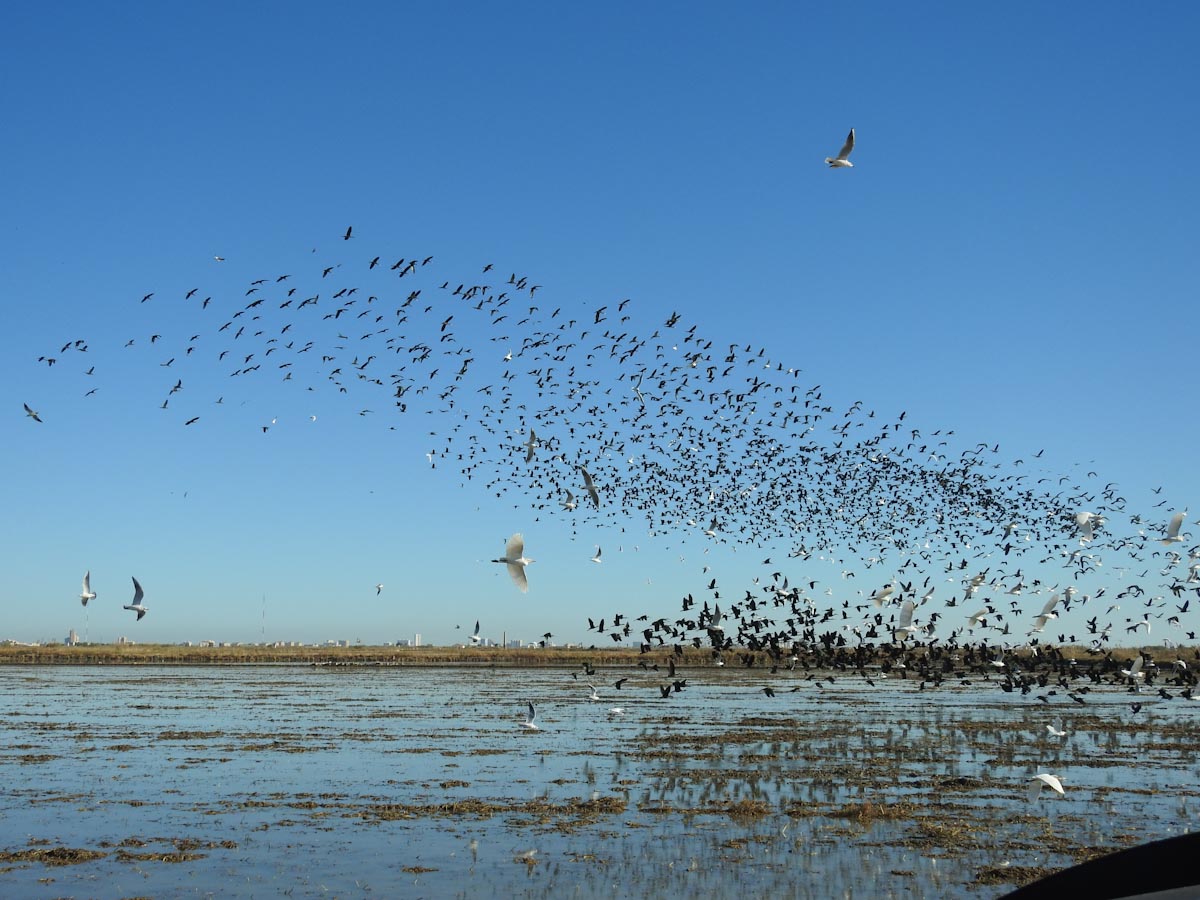 Ibis1200.jpg?fit=1200,900&ssl=1