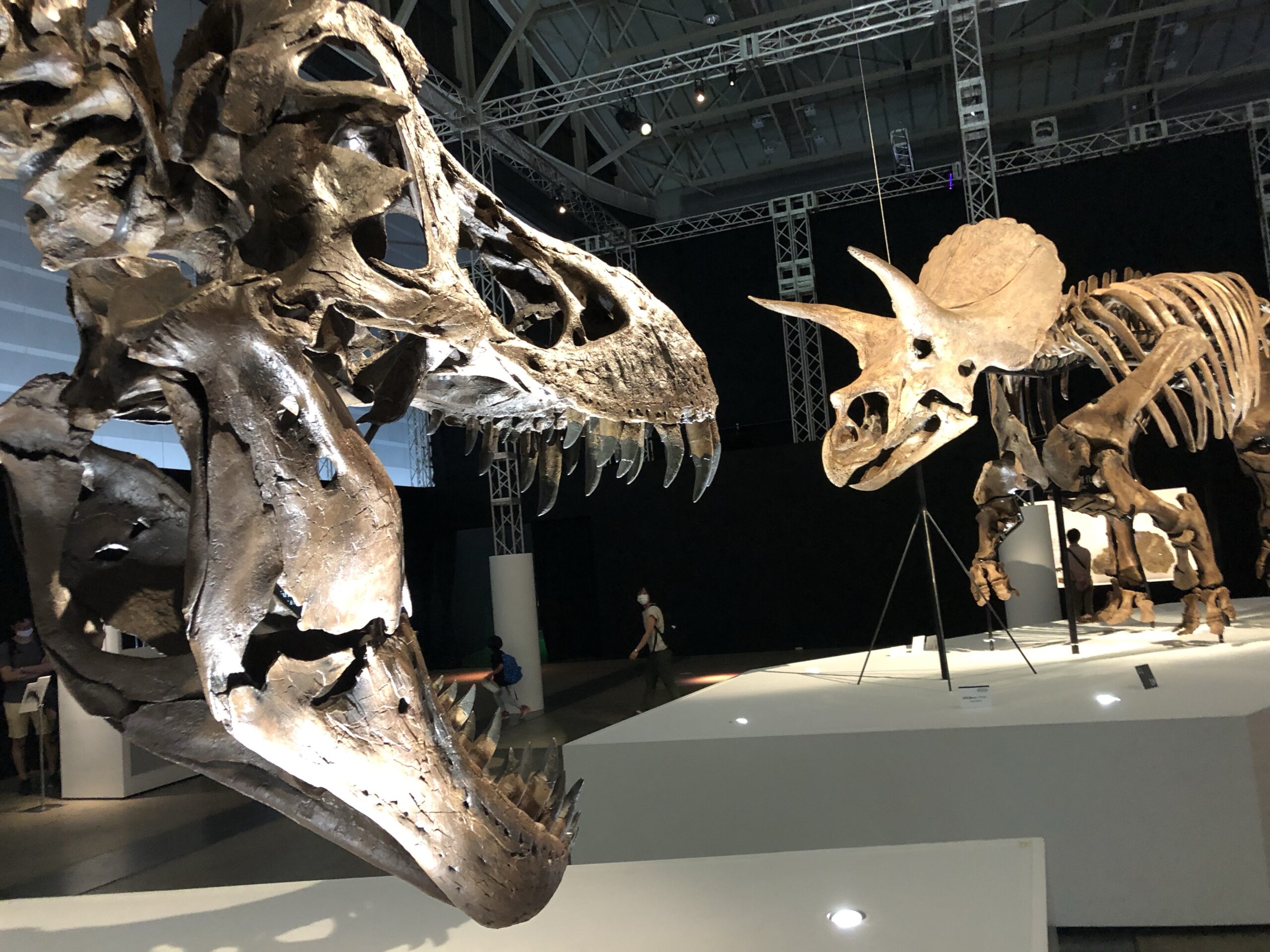 トリケラトプス奇跡の化石「レイン」ついに日本へ！恐竜科学博＠横浜