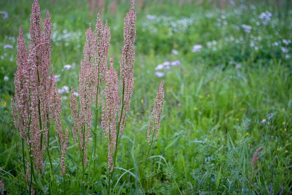 Retina-Ysarex 50mm F2.8 - 写真備忘録