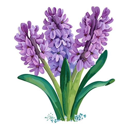 水彩で描かれたヒヤシンスの花のイラスト 無料素材 | イラストダウンロード