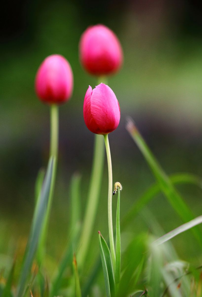 EF135mm F2.8（ソフトフォーカス機構付き）で撮影された写真 | 写真