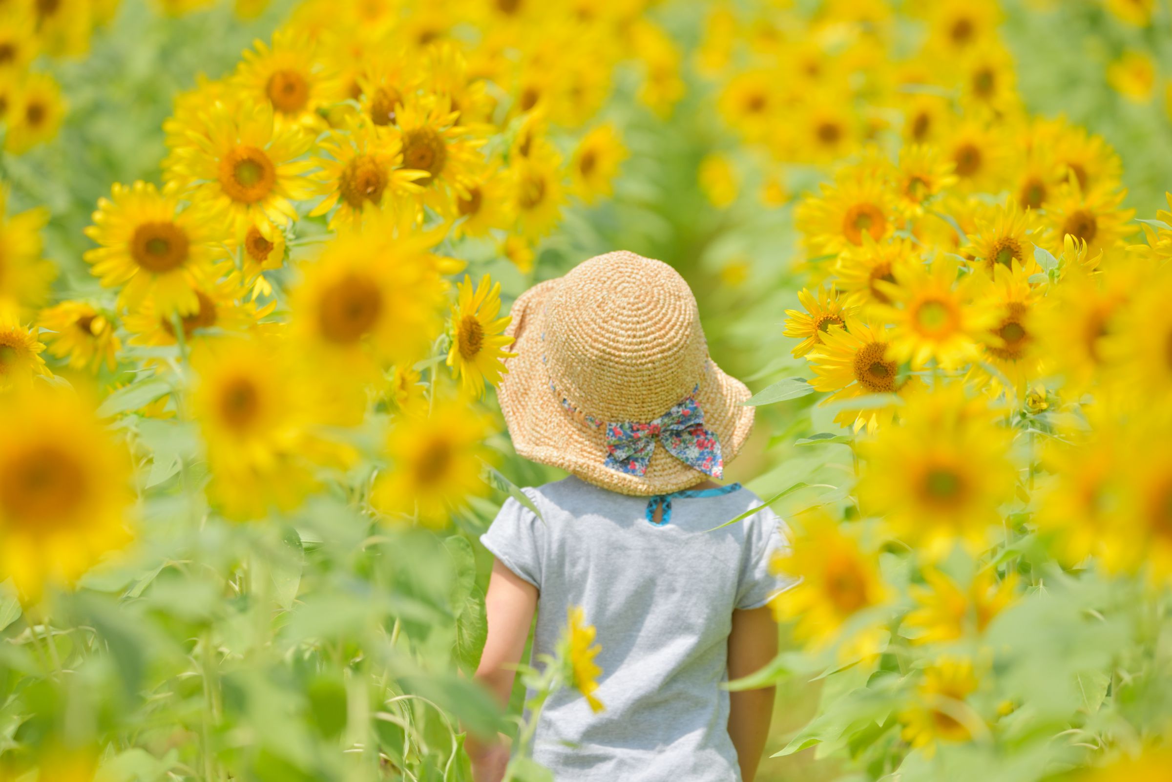 小路に麦わら帽子 | GANREF