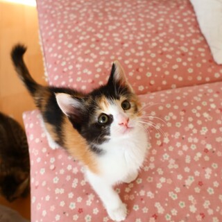 美人の黒三毛ちゃん」東京都 - 猫の里親募集(530472) :: ペットの