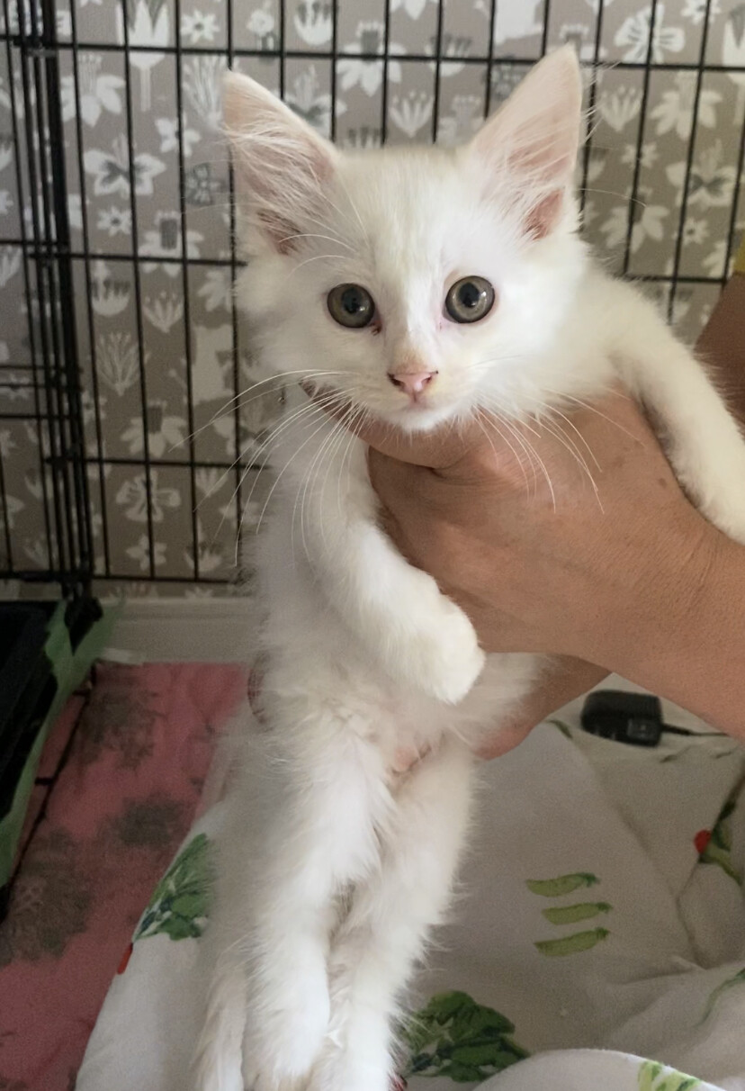 長毛白猫2ヶ月♂白大福くん」神奈川県 - 猫の里親募集(332429