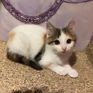 とにかく美少女な白三毛さん」千葉県 - 猫の里親募集(478778