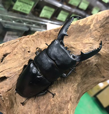 パラワンオオヒラタクワガタの販売 | モンスター