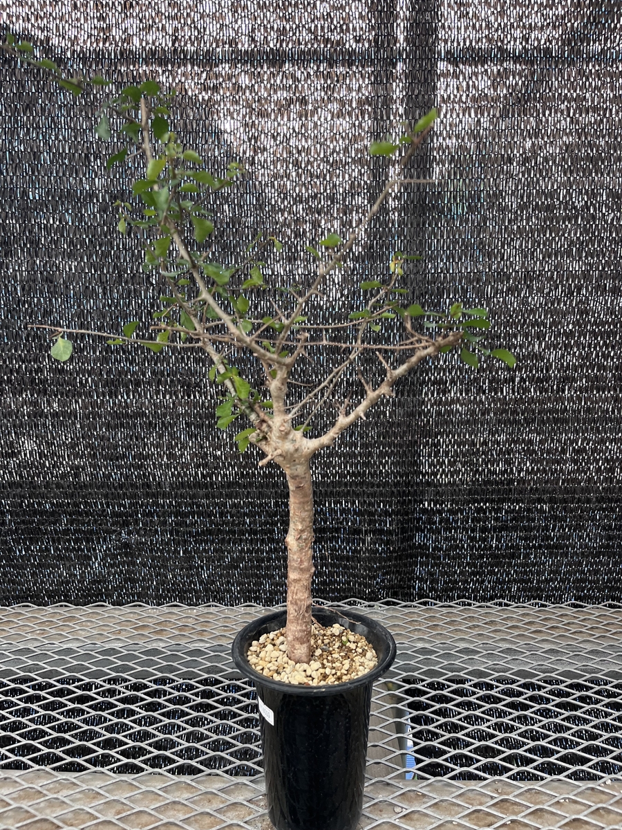 コミフォラ シンプリキフォリア① | X−PLANTS