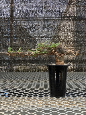 ボスウェリア | X−PLANTS