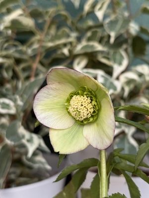 大木ナーサリーさんのクリスマスローズ | グリーンホビー