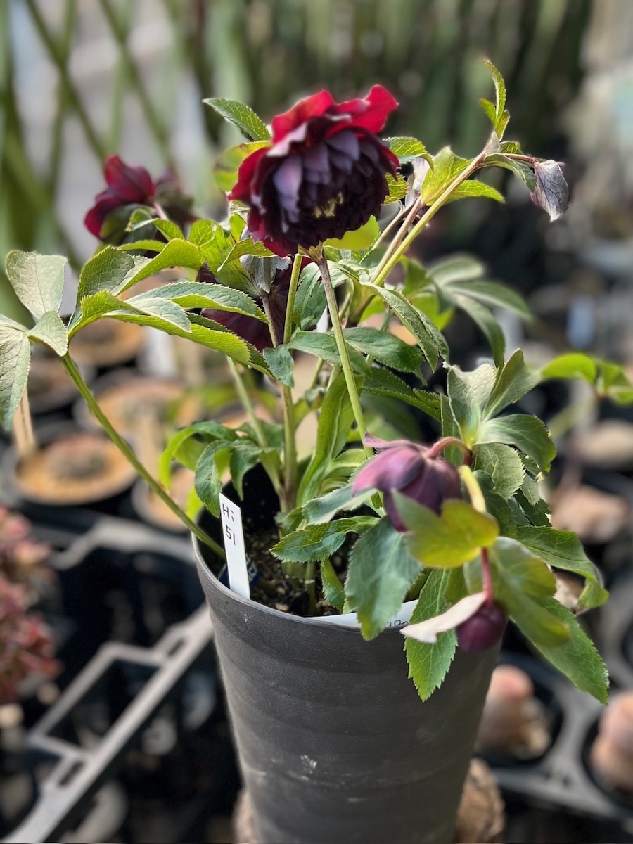 ヒ*イ様 3346⭐️ダーク クレオパトラ⭐️整形花⭐️広瀬園芸⭐️ ヒ