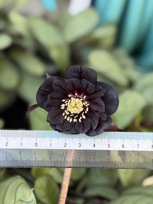 広瀬園芸さんのクリスマスローズ | グリーンホビー