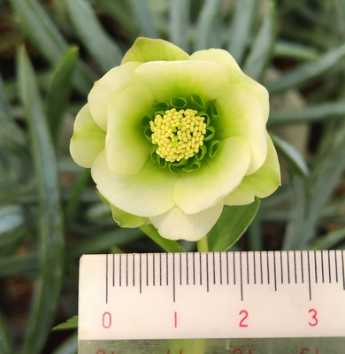 大木ナーサリーさんのクリスマスローズ | グリーンホビー