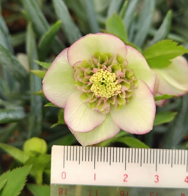 大木ナーサリーさんのクリスマスローズ | グリーンホビー