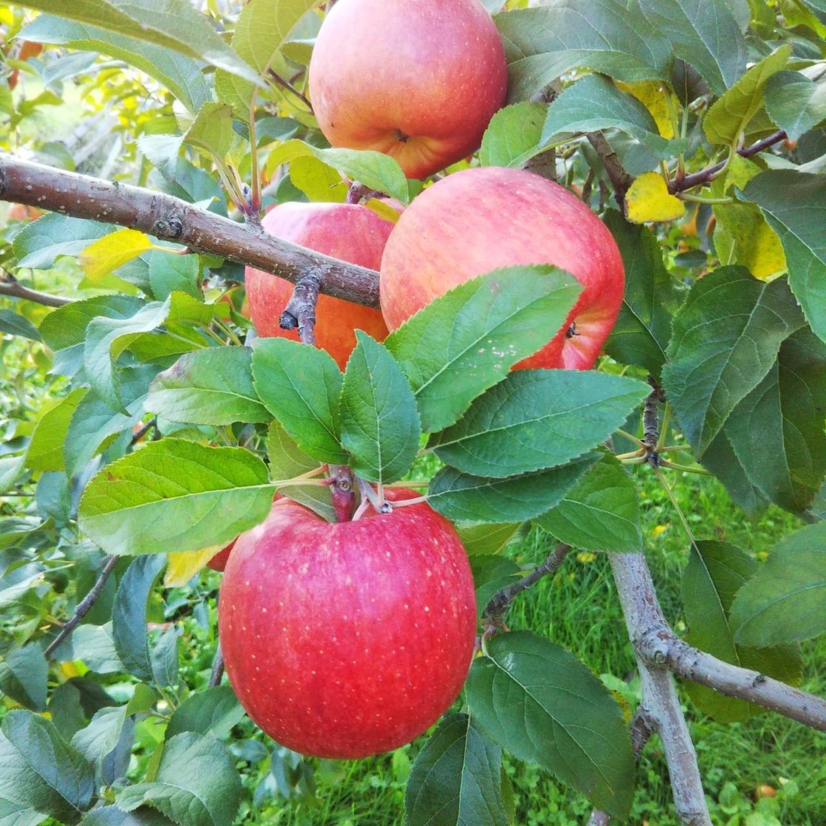 こうとくタムラシードル300ml【2025年醸造】 | タムラファームショップ