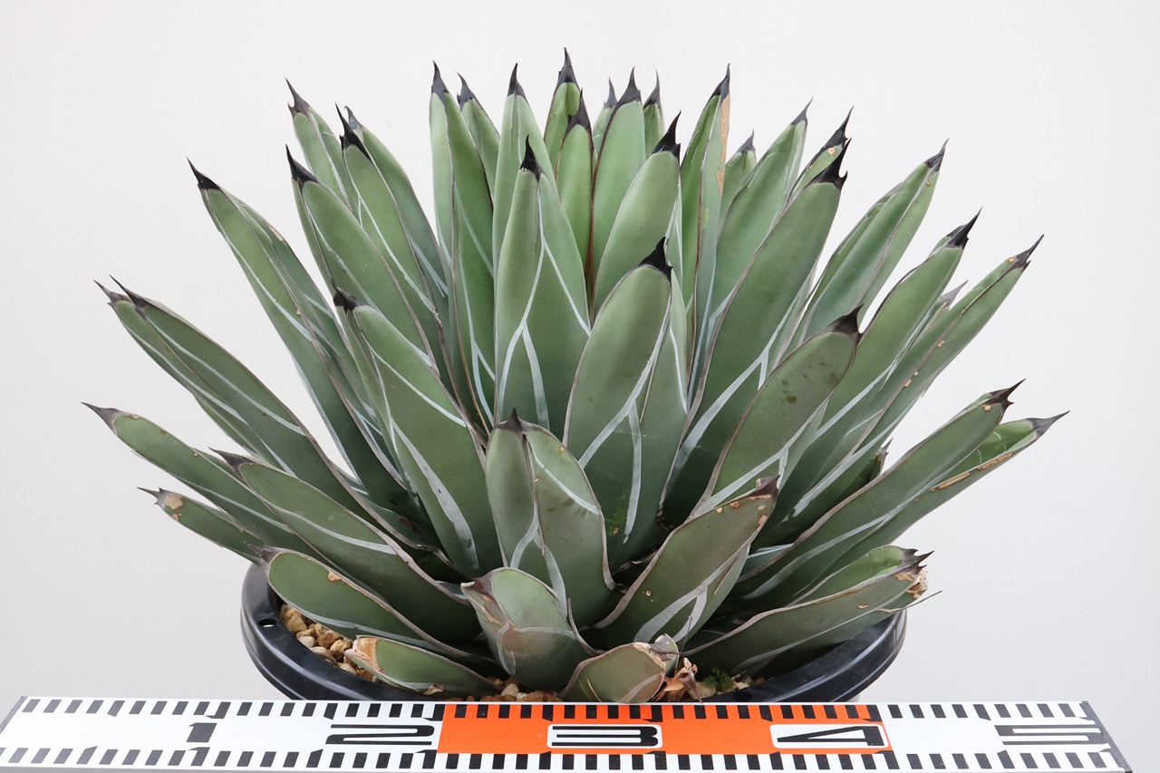 Agave nickelsiae (= Agave ferdinandi-regis) アガベ ニッケルシー