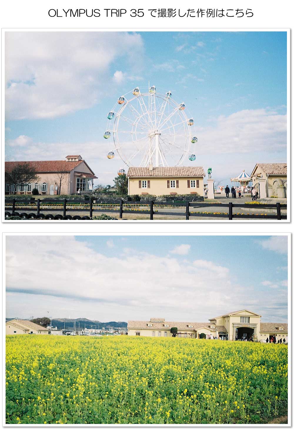 OLYMPUS TRIP 35 | ミーナ