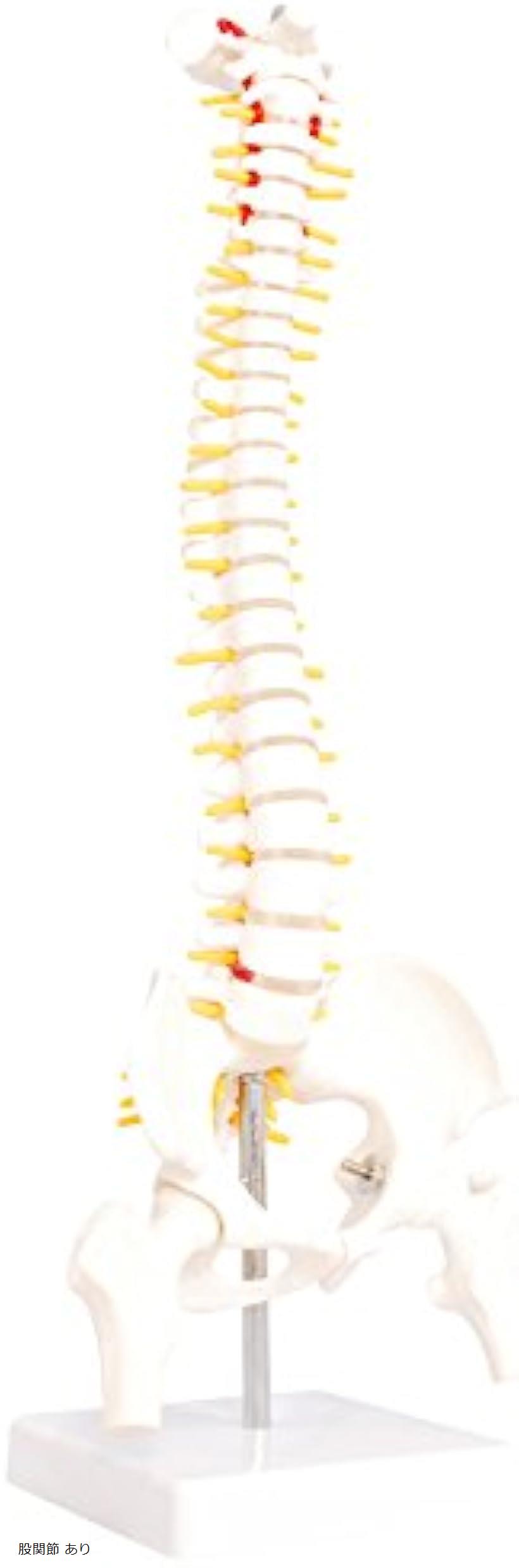 楽天市場】人体模型 脊椎骨盤模型 脊柱 脊髄 背骨 腰椎 股 関 節 1/2