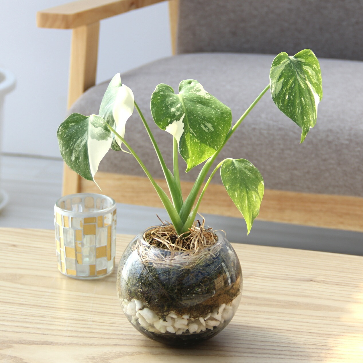 楽天市場】『斑入りモンステラ ガラス鉢仕立て』誕生日 開店祝い 新築