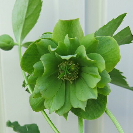 楽天市場】クリスマスローズ ダブル咲き ピンクブロッチ 3号苗 実生苗