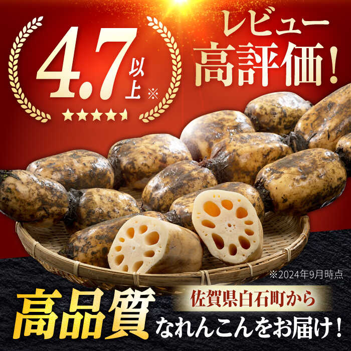 楽天市場】【ふるさと納税】【2026年1月以降発送】白石町産 泥付き